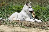 SIBERIAN HUSKY 352